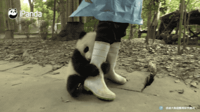 好奇！熊猫宝宝为什么喜欢抱大腿？