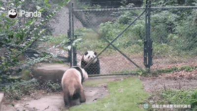 前方高能！大熊猫都开始“谈朋友”了，你还单着？|熊猫我知道