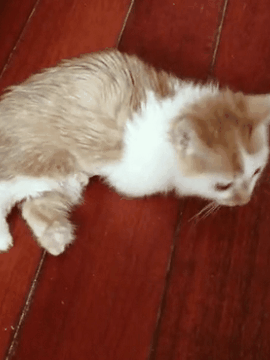 网友捡了只流浪小橘猫回家后，家里的大猫居然……