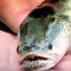 农村这种鱼不一般！喝长江水、吃活饵长大，市场价还在往上涨！