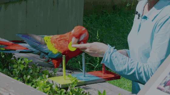 活动招募 | 园艺大讲堂新年第一讲之《宠物鹦鹉的喂养和驯化》(3)