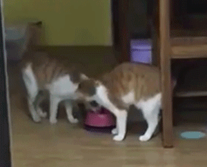 开门惊见两只一模一样的橘猫在吃饭，网友懵了：我才养一只啊！