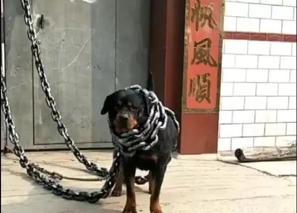 狗狗脖子缠粗铁链，整条铁链重30斤，铁链比狗吓