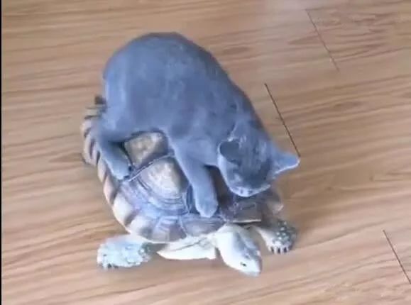 猫咪把乌龟当车子，骑乌龟背上行走，乌龟要崩