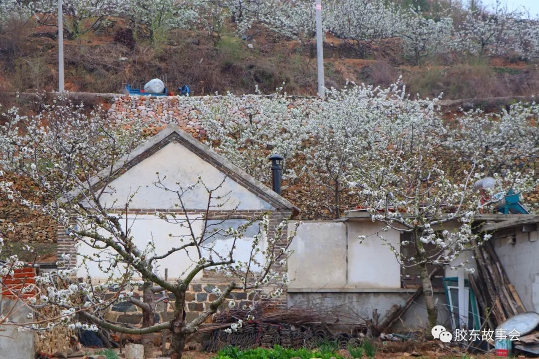 组图：走进福山张格庄镇，看那漫山遍野的大樱桃花