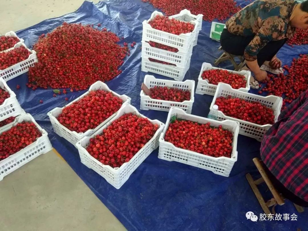 “红灯”樱桃收获季，到栖霞占疃市场上看一看