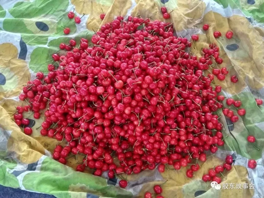 “红灯”樱桃收获季，到栖霞占疃市场上看一看