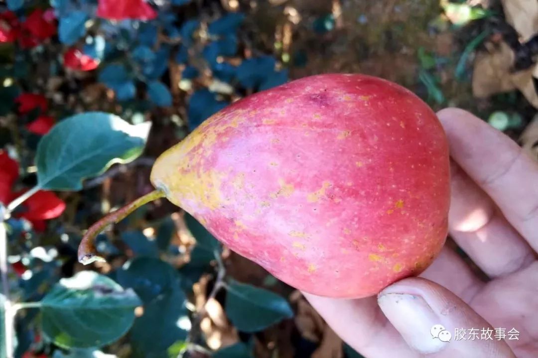 罕见：烟台果农解袋的时候，发现一个长得像梨的红富士