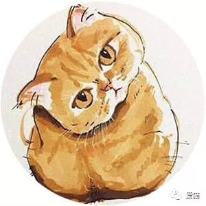 “怀孕就不能养猫！”湖南卫视芒果TV别宣传伪科普行不？