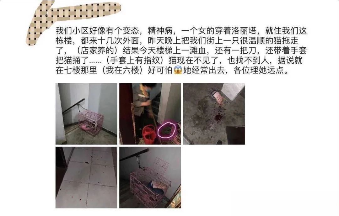 广州某lo娘专门偷猫后虐杀，血腥场面被曝光！据说她还尾随儿童……