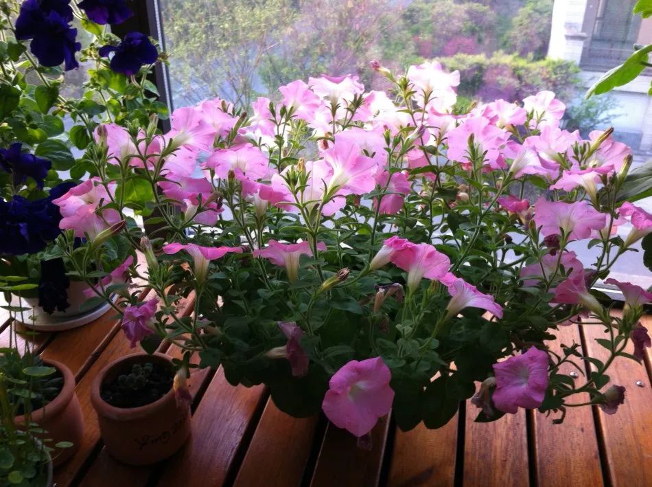 封闭阳台、窗台，冬天养这几盆花，10天长成大花园，真过瘾！