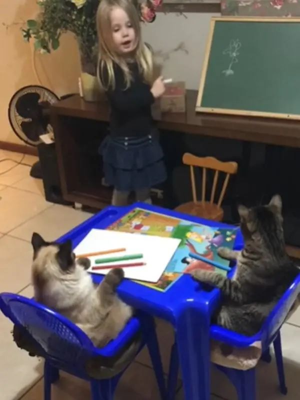 两只猫咪乖乖坐好听课，小主人：等下奖励小鱼干哦
