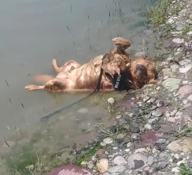 狗狗在公园跑丢，湖边找到后，以为淹死了，走近细看发现蹊跷