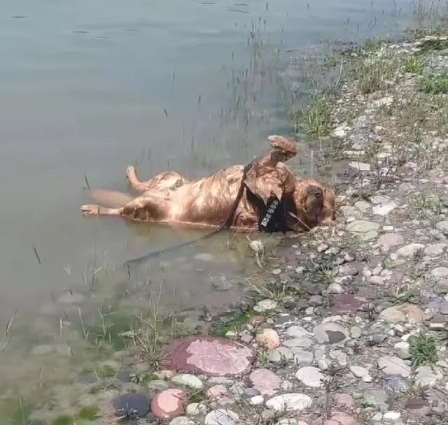狗狗在公园跑丢，湖边找到后，以为淹死了，走近细看发现蹊跷