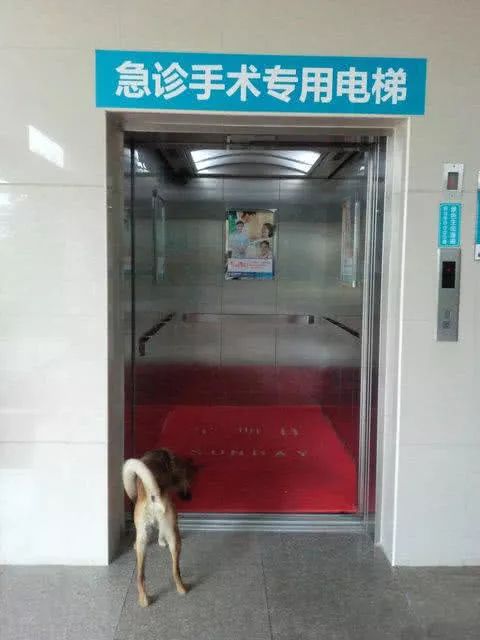 忠诚土狗守护电梯一月，只为等待喂了它三天食物的“主人”！