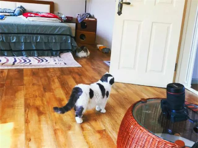 萨摩耶跑到猫咪屋中，本以为是找众猫玩耍，岂料是来偷猫粮的？