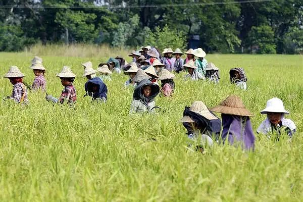 农田里缺乏劳工人手是缅甸农业发展面临的一大难题