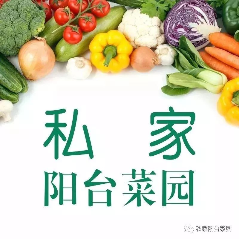 阳台种上3种“长寿菜”，出芽快，“60天”上桌，越吃越健康！