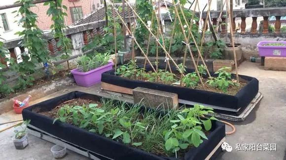 阳台种点绿叶菜，能吃又净化空气，种植简单收获快！