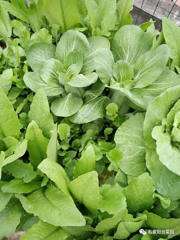 阳台种点绿叶菜，能吃又净化空气，种植简单收获快！