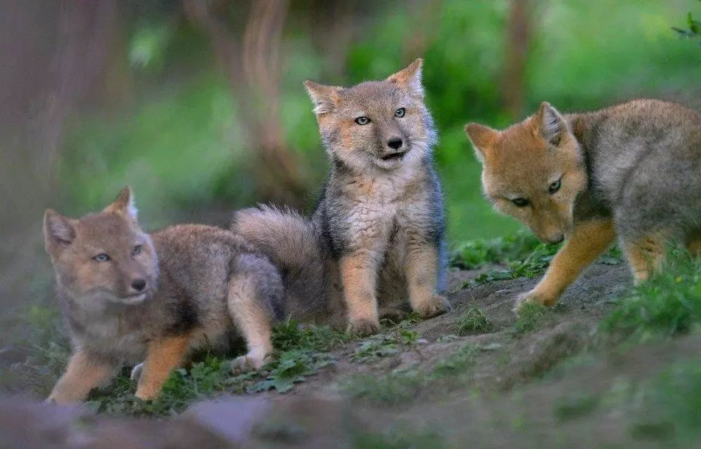藏狐，小时候简直是另一种生物！