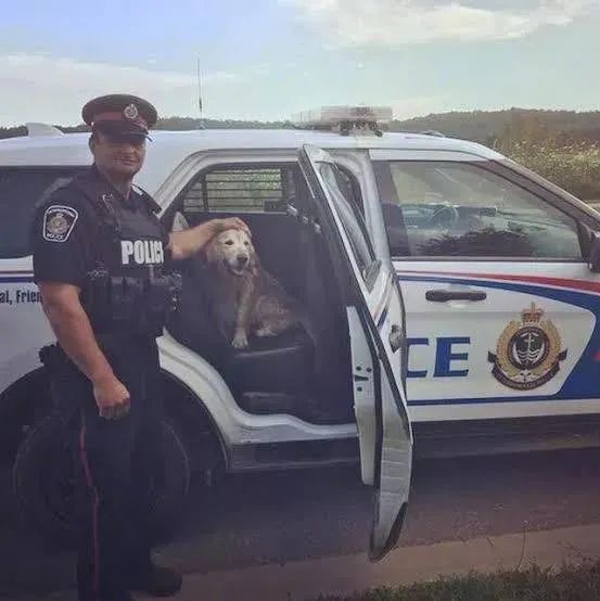 这位小狗狗你已经被逮捕了！请配合我们走一趟！