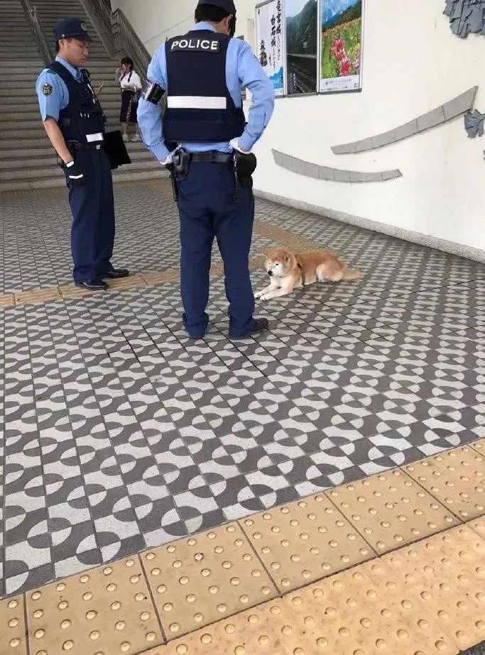 这位小狗狗你已经被逮捕了！请配合我们走一趟！