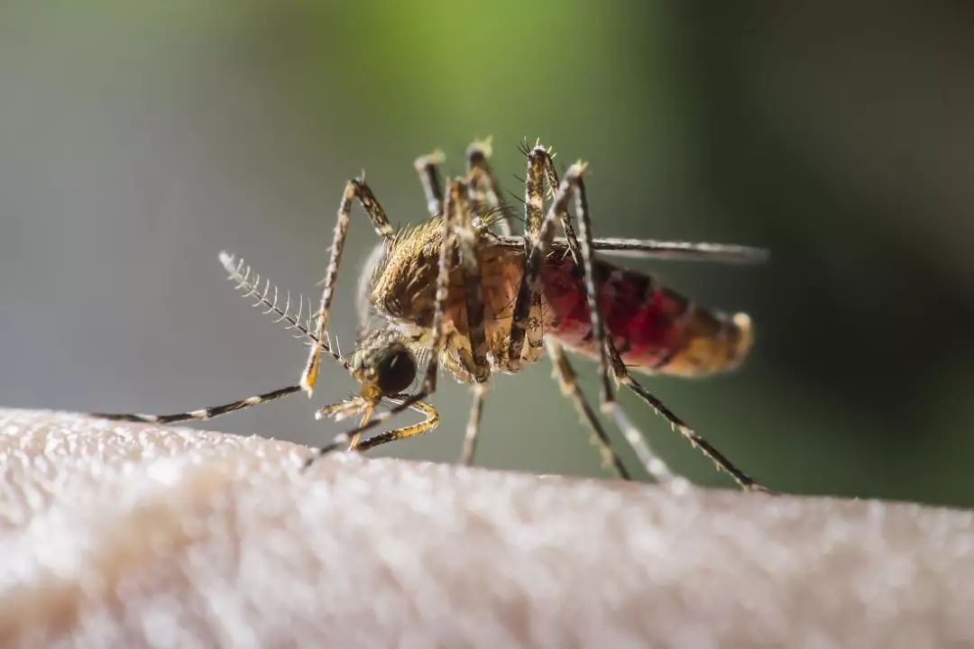 少年科学粉 | 给蚊子做“绝育手术”，就能消灭蚊子吗？