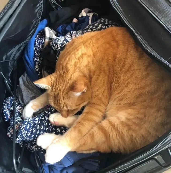“据说没有一只猫能够抵挡得住行李箱的诱惑”