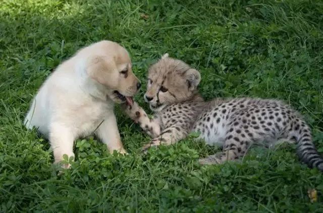 动物园怕小猎豹找不到对象，所以给它找来了一只狗子做朋友，于是.....
