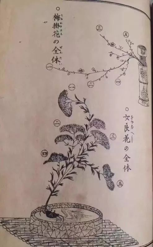 中国古代花道 ▎转转会女主人日记