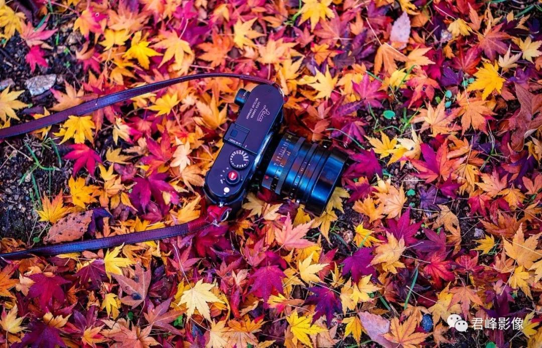 最强Leica M选购指南：一篇文章带你快速了解现行版M