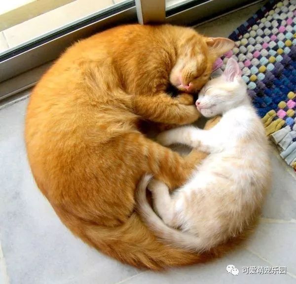 家里养两只喵，看他们相亲相爱的暖心画面！