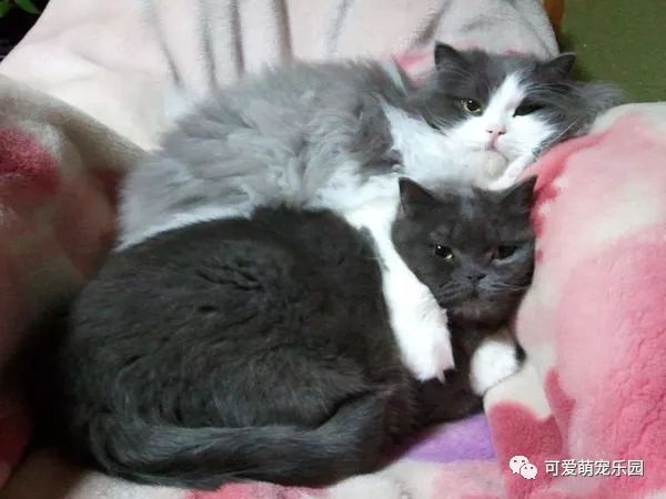 家里养两只喵，看他们相亲相爱的暖心画面！