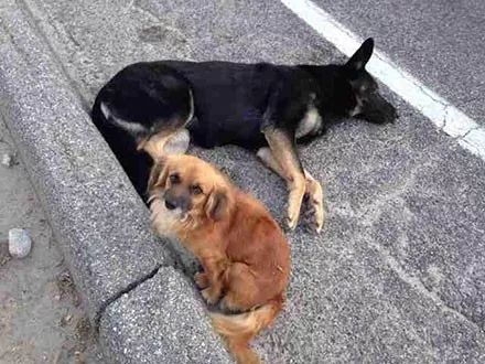 怀孕母狗遭遇车祸，当救援赶来时，发现它居然有“朋友”守护！