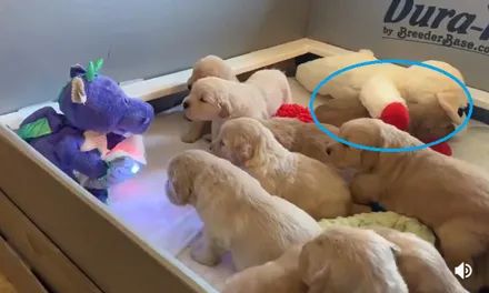 9只小狗乖乖听故事，其中一只却呼呼大睡，网友：它有自己的想法！