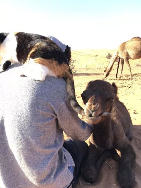 网友带着自家猫跟骆驼合影，挺和谐的场景，仔
