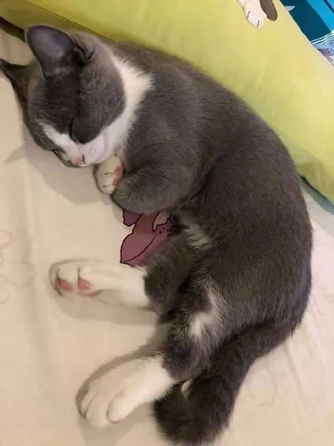 网友家的猫睡觉时，竟喜欢两爪抱在胸口，这模