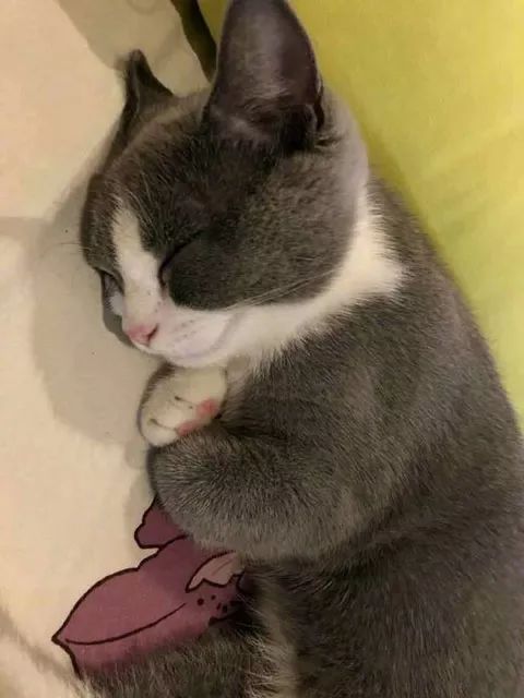 网友家的猫睡觉时，竟喜欢两爪抱在胸口，这模