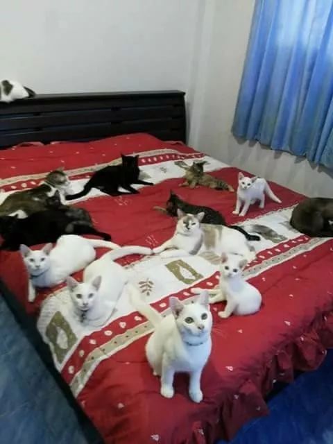 网友家里养了一群猫，平时也是挺幸福的，但有
