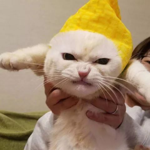 主人新买了..帽子给猫戴上，结果它一脸愤怒