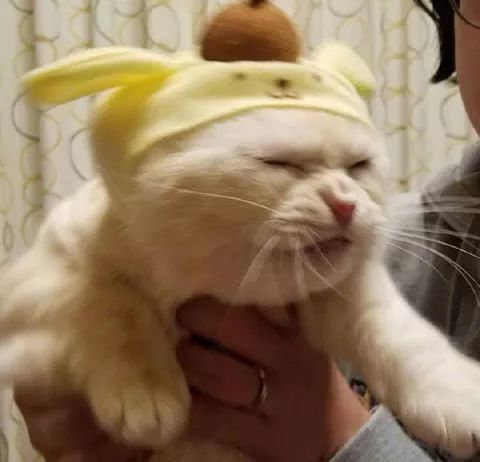 主人新买了..帽子给猫戴上，结果它一脸愤怒