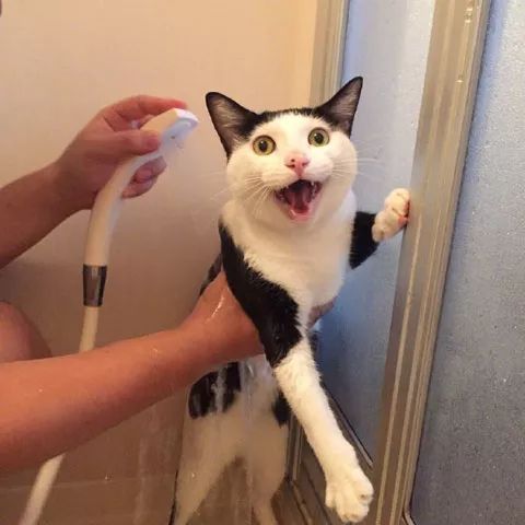 主人拍下猫咪洗澡全过程，它各种拒绝的表情，