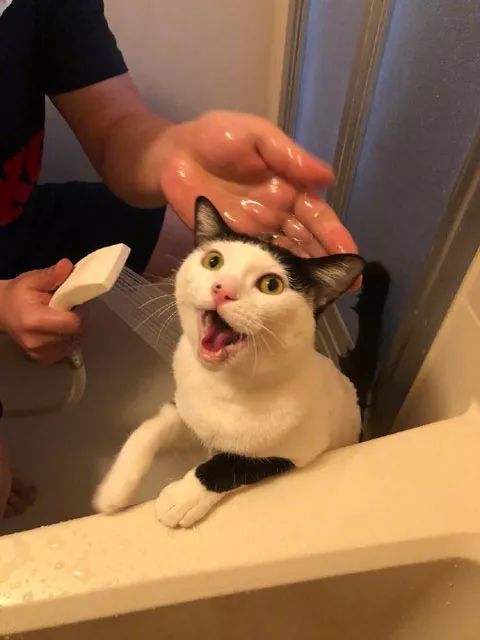 主人拍下猫咪洗澡全过程，它各种拒绝的表情，
