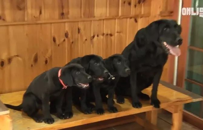 大黑狗带着3只宝宝，去饭店“打工”，没想到生意好起来了