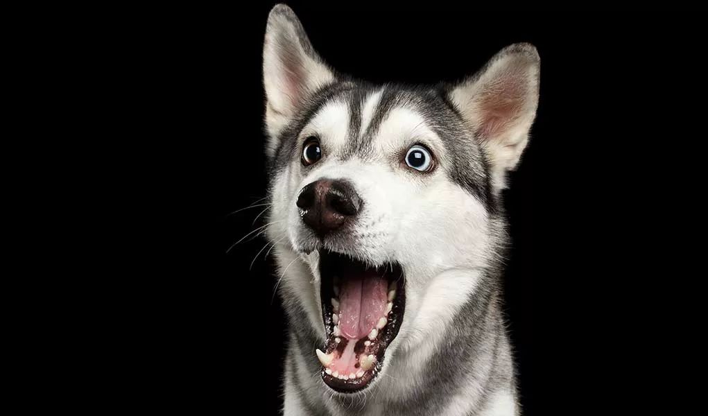 狗的面部表情和肢体语言说什么？