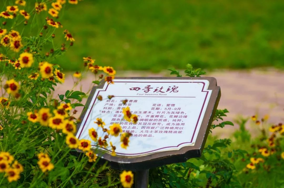端午假期赏花指南，郑州北郊这里已花开满园！
