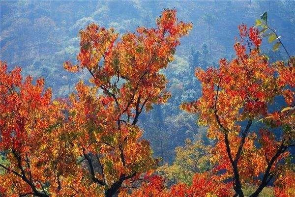 我爱你：金寨马鬃岭深秋的“红叶”像美女那样美丽！