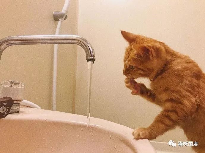 猫咪最喜欢喝流动的水了，不过就是不能大口大口地喝