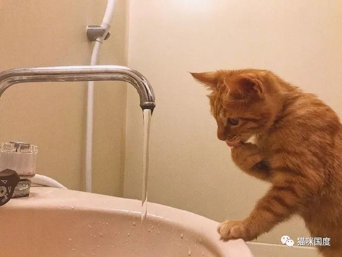 猫咪最喜欢喝流动的水了，不过就是不能大口大口地喝
